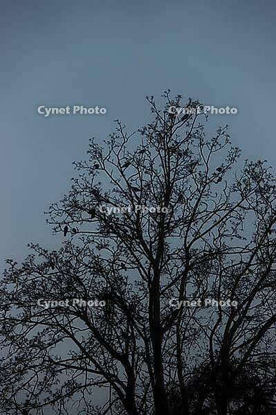 A leafless tree with scattered birds perched on its branches stands silhouetted against a pale blue-gray sky [IBR125657433]