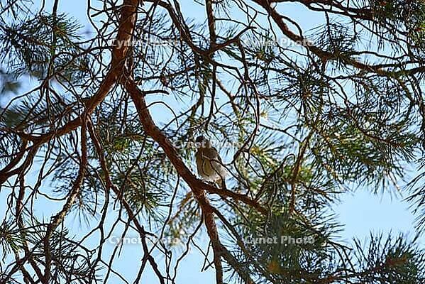 An eurasian chaffinch bird (Fringilla coelebs) sitting on a branch of a pine tree, looking cute and judgy. Taken in Tiveden National Park, Sweden [IBR125657438]