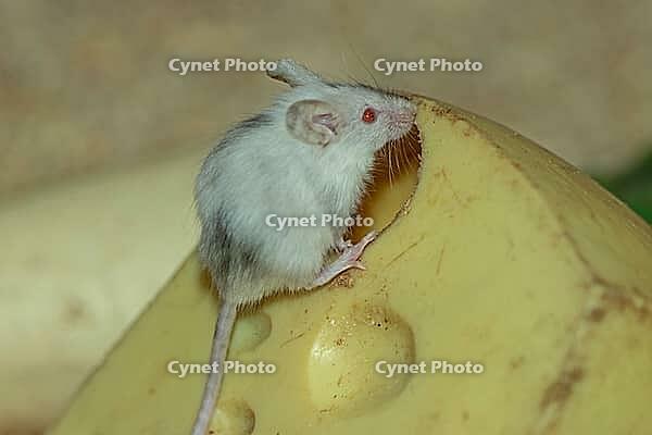 House mouse standing on potato eating right looking, Lohberg, Bavaria, Germany [IBR125657439]