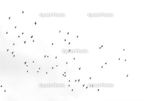 A school of dark birds moves as silhouettes over an almost white sky, Granada, Granada province, Andalusia, Spain [IBR125657444]