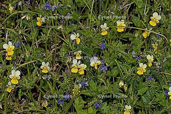 Wild pansy many open yellow and white flowers next to each other, Haidmühle, Bavaria, Germany [IBR125657448]