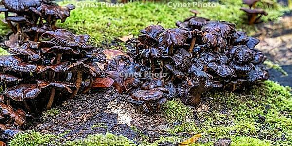 Very dense, extensive colony of dark brown, wet shiny forest mushrooms, -larger group of trumpet chanterelles (Craterellus tubaeformis) in advanced stage, growing tuft-like on an old mossy tree trunk or deadwood, Berlin, Germany [IBR125657449]
