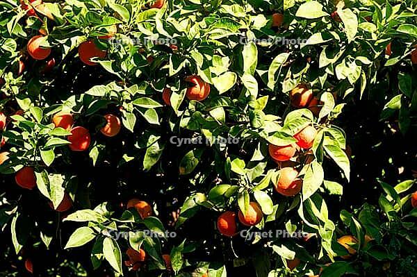 Ripe orange citrus fruits glow between dense, dark green foliage, bitter orange, bitter orange (Citrus × aurantium L.), Estepona, Costa del Sol, Andalusia, Malaga province, Spain [IBR125657450]