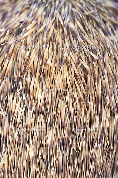 European hedgehog (Erinaceus europaeus) adult animal close up of its spines, England, United Kingdom [IBR125657451]
