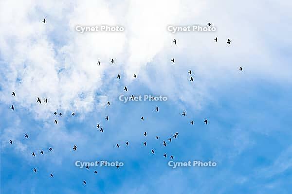 Numerous dark birds fly over a cloudy blue and white sky, Granada, Granada province, Andalusia, Spain [IBR125657452]