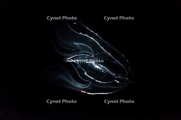 Deep sea jellyfish with bioluminescence, Bolinopsis mikado (Bolinopsis Mikado), Osaka Aquarium Kaiyukan, Osaka, Japan, Asia [IBR120233806]