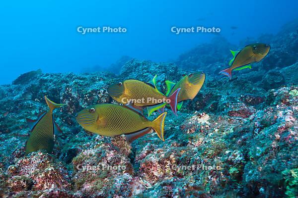 Deep-sea triggerfish, Xanthichthys mento, Socorro, Revillagigedo Islands, Mexico, Central America [IBR110674867]