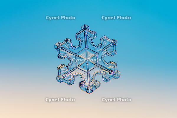 雪の結晶　 [XBK110002839]