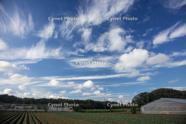 積雲　綿雲 [XBK110002886]