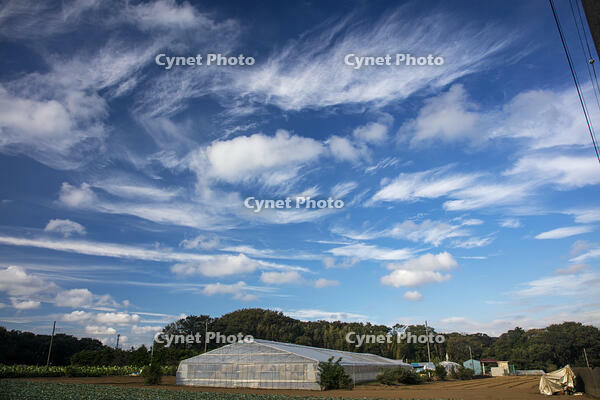 積雲　綿雲 [XBK110002887]
