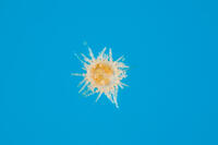 バフンウニの発生 [XCE110002152]