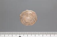 貨幣石の化石　スペイン カタルーニャ産 [XCE110002170]