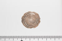 貨幣石の化石　スペイン カタルーニャ産 [XCE110002171]