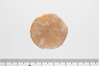 貨幣石の化石　イタリア産 [XCE110002172]