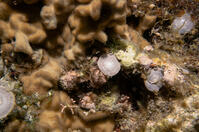 ゼニイシ 現生の大型有孔虫 [XCE110002175]