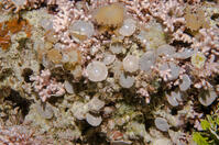 ゼニイシ 現生の大型有孔虫 [XCE110002176]