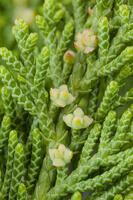 カイヅカイブキ 雌花 [XCE110002181]