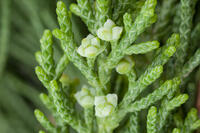 カイヅカイブキ 雌花 [XCE110002182]