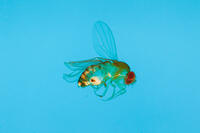 キイロショウジョウバエ 突然変異 4枚翅 Ubx [XCE110002186]