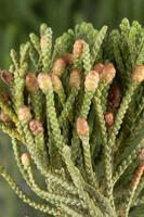 ビャクシン 雄花 [XCE110002187]