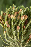 ビャクシン 雄花 [XCE110002190]