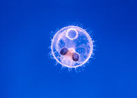 ヒメダカ 発生 5日胚 [XCE110002195]