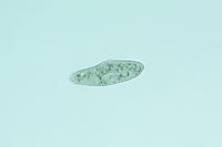 ゾウリムシ 分裂  連続写真 1/6 [XCE110002197]