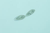 ゾウリムシ 分裂  連続写真 4/6 [XCE110002200]