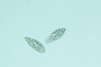 ゾウリムシ 分裂  連続写真 5/6 [XCE110002201]