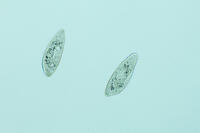 ゾウリムシ 分裂  連続写真 6/6 [XCE110002202]