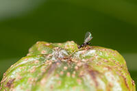 オオバイヌビワコバチ（オオバイヌビワの花のうにとまる） [XCE110002203]