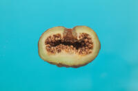 オオバイヌビワの花のうの断面 [XCE110002205]