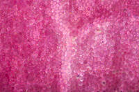 バラ　赤い花の花弁の内側 [XCE110002207]