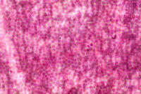 バラ　赤い花の花弁の内側 [XCE110002208]