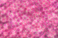 バラ　赤い花の花弁の内側 [XCE110002210]