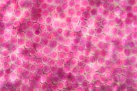 バラ　赤い花の花弁の内側 [XCE110002211]