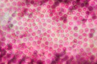 バラ　赤い花の花弁の内側 [XCE110002212]