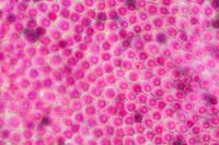 バラ　赤い花の花弁の内側 [XCE110002214]