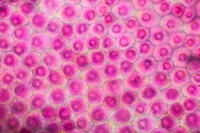 バラ　赤い花の花弁の内側 [XCE110002216]