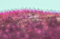 バラ　赤い花の花弁の内側 (表面の突起を横から見た) [XCE110002217]