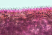 バラ　赤い花の花弁の内側 (表面の突起を横から見た) [XCE110002218]