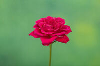 バラ　赤い花 [XCE110002220]