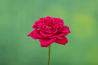 バラ　赤い花 [XCE110002221]