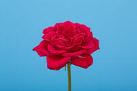 バラ　赤い花 [XCE110002223]