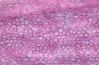 カーネーション　赤い花の花弁の内側 [XCE110002224]