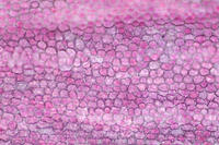 カーネーション　赤い花の花弁の内側 [XCE110002225]