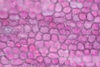 カーネーション　赤い花の花弁の内側 [XCE110002226]