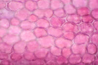 カーネーション　赤い花の花弁の内側 [XCE110002231]