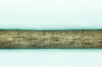 ヒト　毛髪 [XCE110002238]