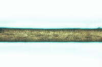 ヒト　毛髪 [XCE110002239]